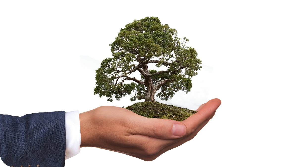 Image of a man holding a bonsai like tree in the palm of his hand against a white background.